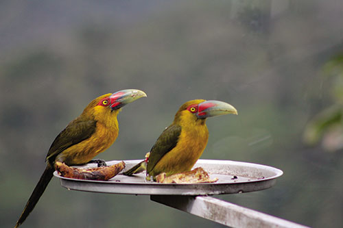Descubra Tapiraí, destino ideal para os praticante do “Birdwatching“