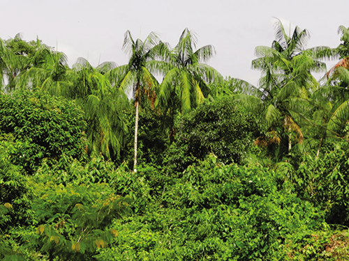 Sustentabilidade Econômica com a Floresta em Pé