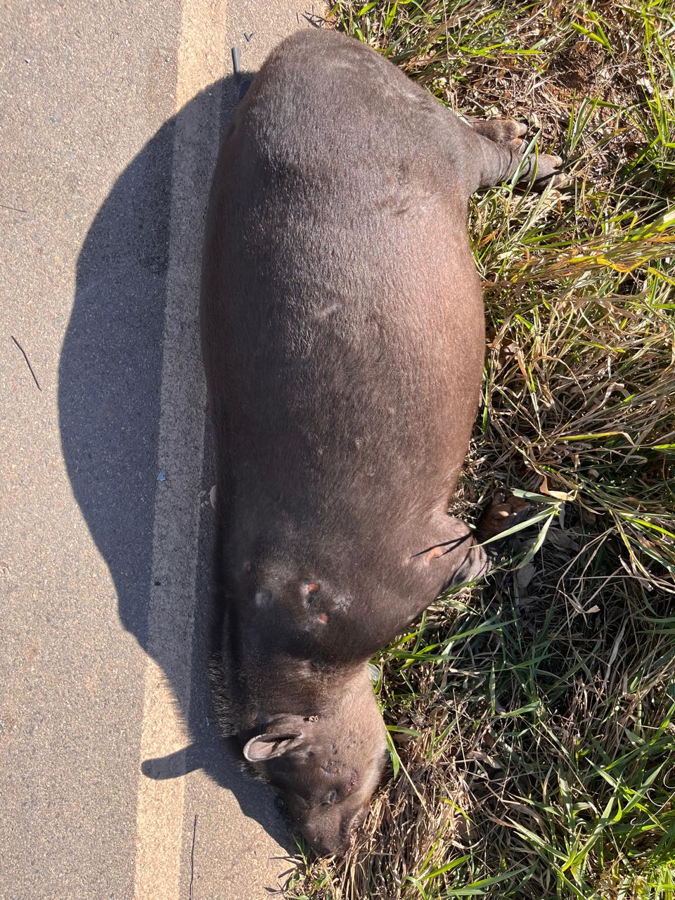 Alerta nas Estradas: Anta Encontrada Morta Entre Tapiraí e Pilar do Sul Reforça a Necessidade de Cuidado com a Fauna Silvestre